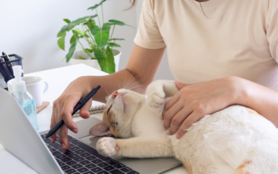 Kurs Behawiorysty – specjalizacja koty